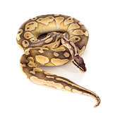 yellow Python regius