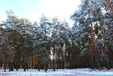 snowy winter pine forest