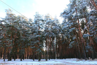 snowy winter pine forest