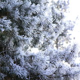 Pine branches covered with hoarfrost