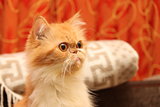 Beautiful persian cat on a background of the home environment
