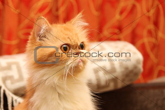 Beautiful persian cat on a background of the home environment