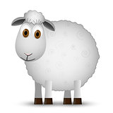 Sheep isolated on white background.