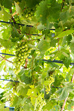 Vine with green grapes lit by sun