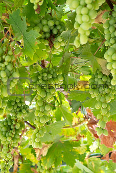 Vine with green grapes lit by sun