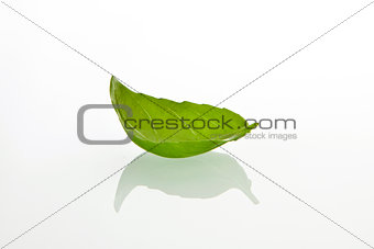 Basilicum leaf