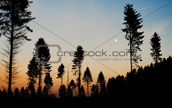 Pine tree silhouette dusk moon