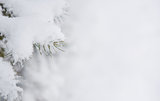 Fir-tree Branch Covered with Snow. Christmas Background