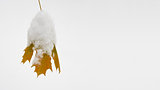 Yellow Leaf Covered with Snow. Christmas Background