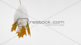 Yellow Leaf Covered with Snow. Christmas Background