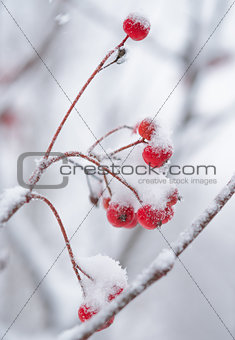 Red Rowan Berries Covered With Fresh Snow