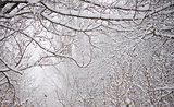 Bare Frozen Branches Covered with Fresh Snow