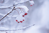 Red Rowan Berries Covered With Fresh Snow