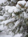 Fir-tree Branch Covered with Snow. Christmas Background