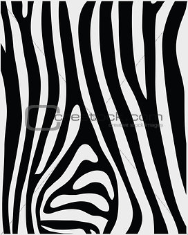 skin of zebra 2