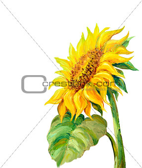 Sunflower isolated on white,  oil painting