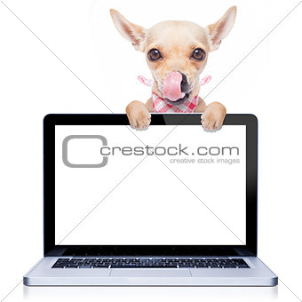 computer dog
