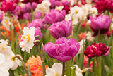 Tulips and Wild Daffodils