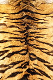stripes on tiger pelt