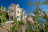 Bibinje village olive tree view
