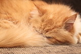Ginger cat sleeping on the bed close-up