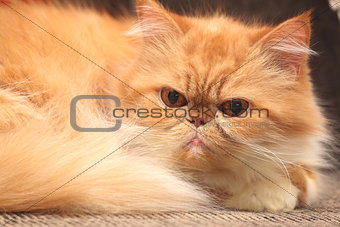 The portrait of red persian cat close-up