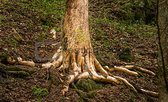 Old Tree Root