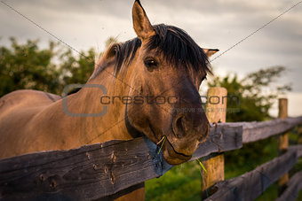 Horse behind the Fence