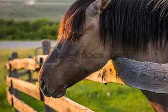 Horse behind the Fence