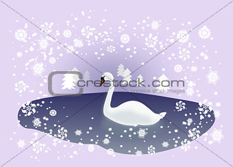 Swan in Winter Landscape
