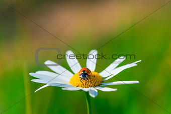 ladybug sits on a beautiful daisy in a field