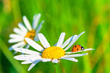 two daisies and ladybug in a summer field
