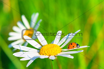 two daisies and ladybug in a summer field