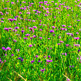 summer purple flowers in the Russian field