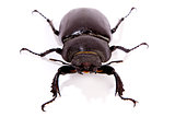 Female Stag Beetle 