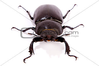 Female Stag Beetle 