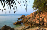 Tree and sea on Koh Phangan