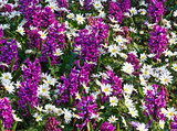Spring purple hyacinths and white flowers (closeup)