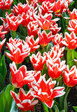 Beautiful red-white tulips (closeup)