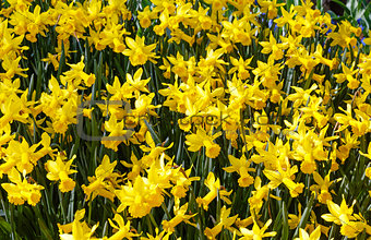 Yellow daffodils (spring background)