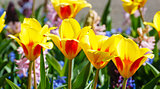 Spring yellow-red tulips and pink hyacinths close-up.
