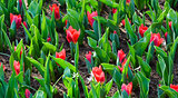 Beautiful red tulips (closeup)