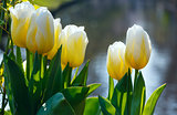 Beautiful white tulips closeup.