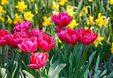 Beautiful red tulips and yellow narcissus 