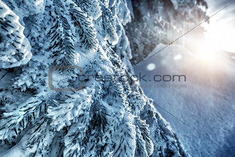 Beautiful winter forest background