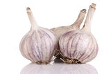 white garlic
