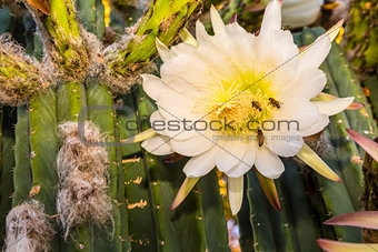 Bees on Cereus Cactus