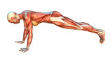 Muscle Maps