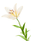 White lily flower