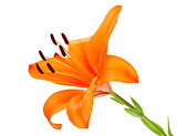 Orange lily flower